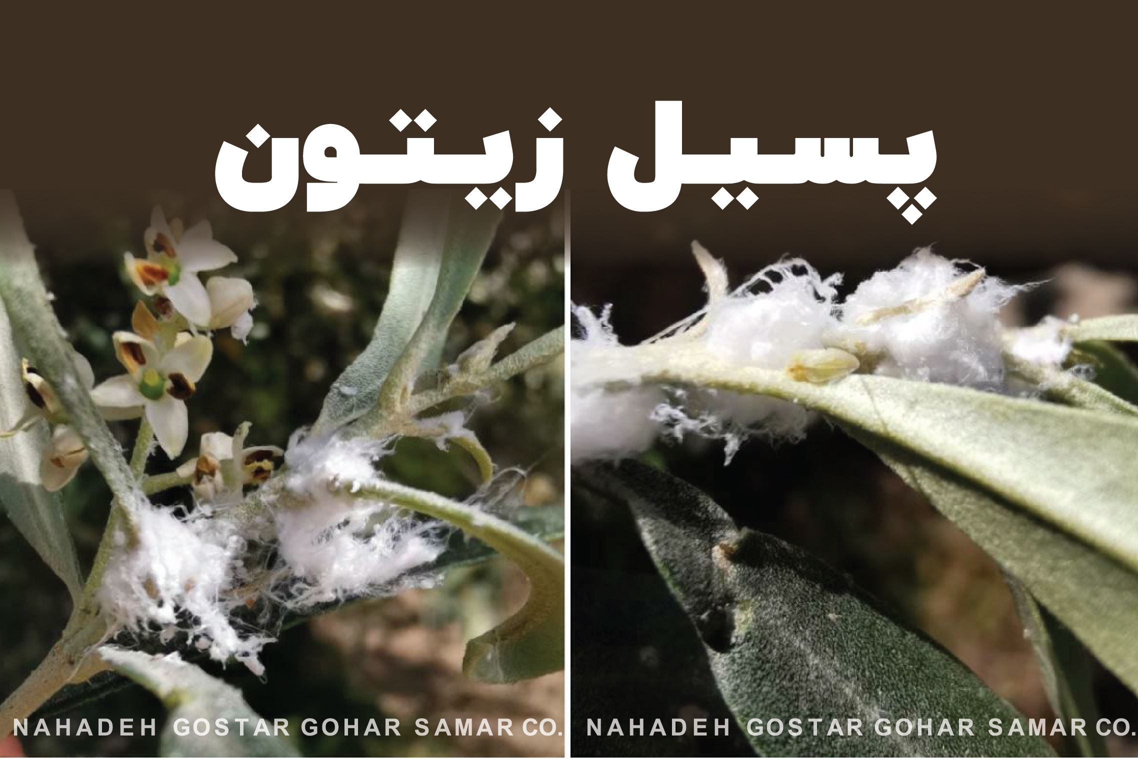 پسیل زیتون